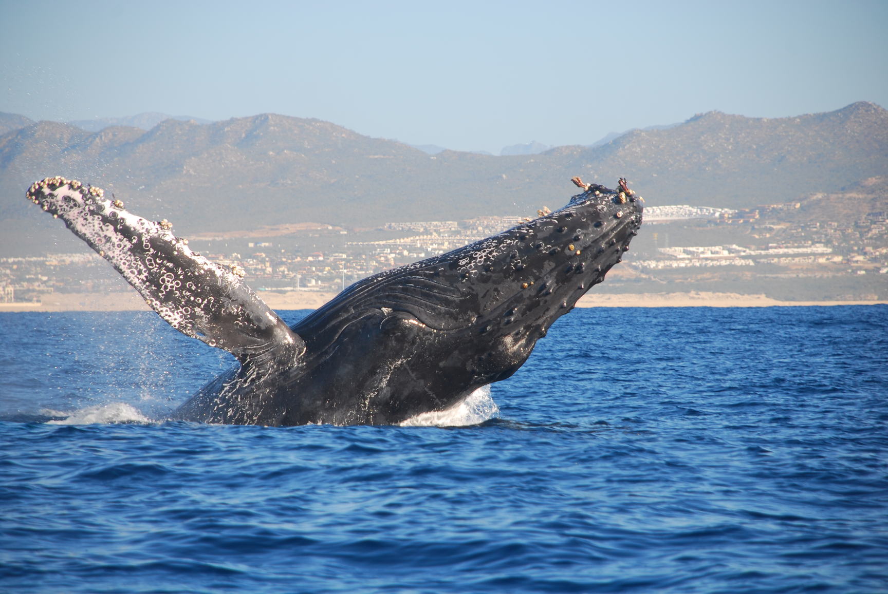 whalew3